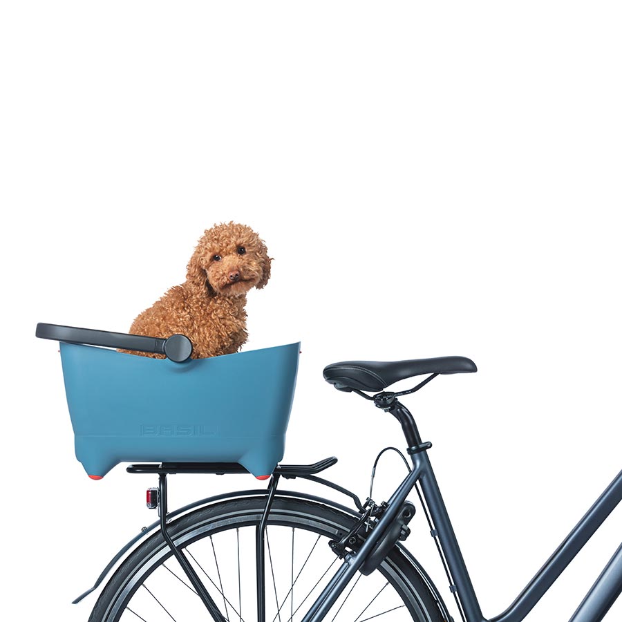 Basil, Buddy Dog, Basket, Blue